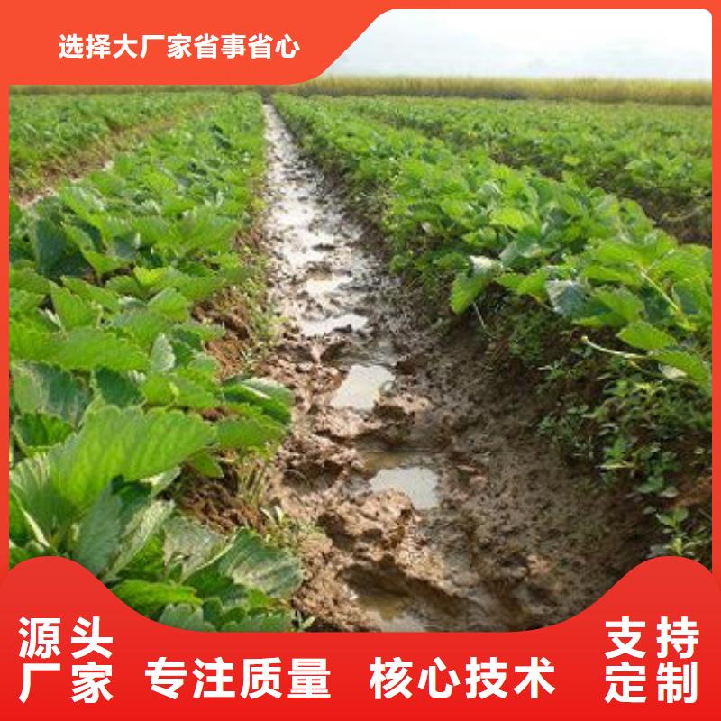 草莓苗【果樹苗批發(fā)基地】誠(chéng)信商家