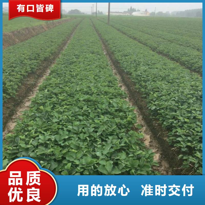 草莓苗,【红蜜桃树苗】优选厂商