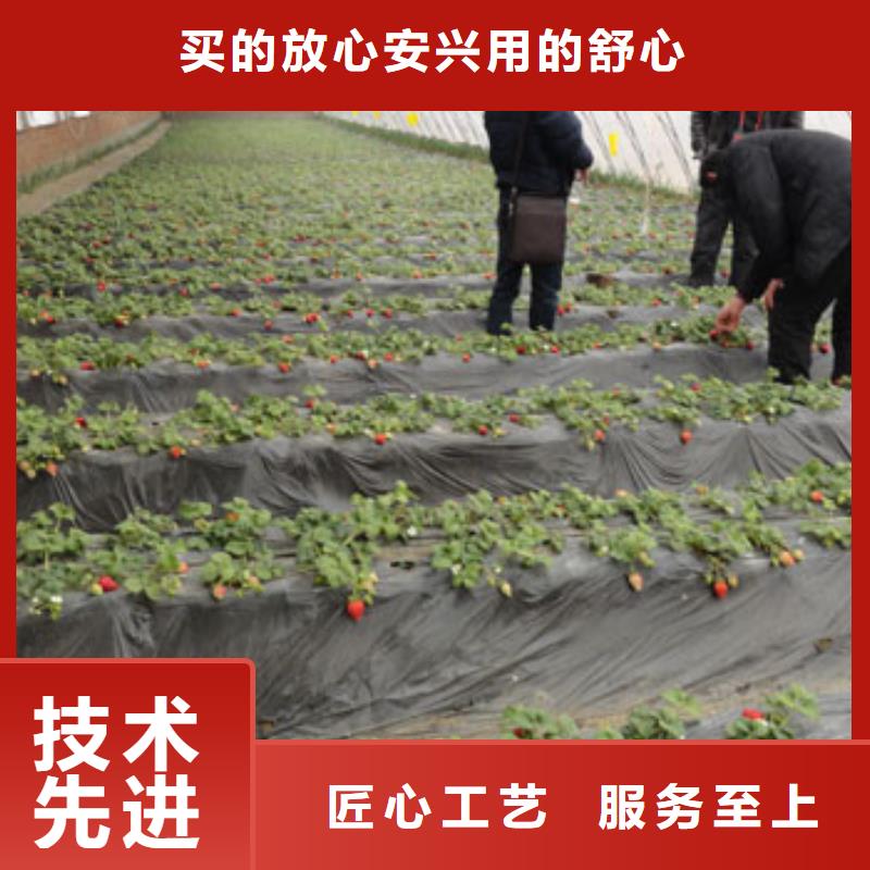 【草莓苗花椒树苗来图定制】