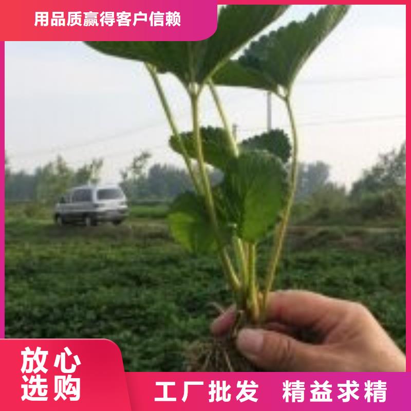 白果草莓苗廠家現(xiàn)貨批發(fā)