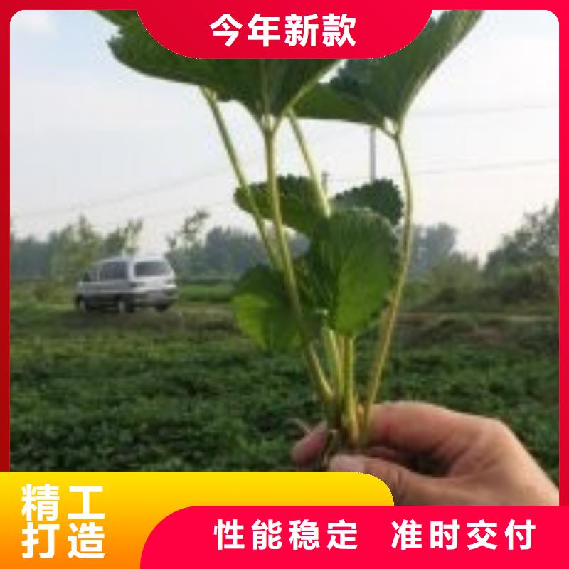 【草莓苗吉塞拉6號砧木快速報價】