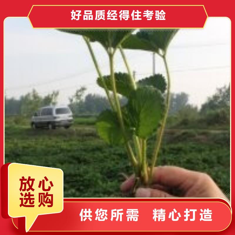 草莓苗香梨樹苗訂制批發