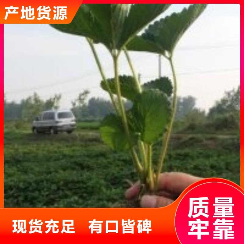 草莓苗大棚草莓苗就近發(fā)貨