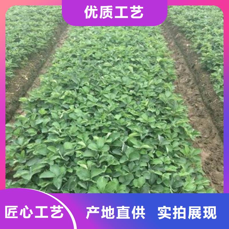 【草莓苗】果树苗批发基地根据要求定制