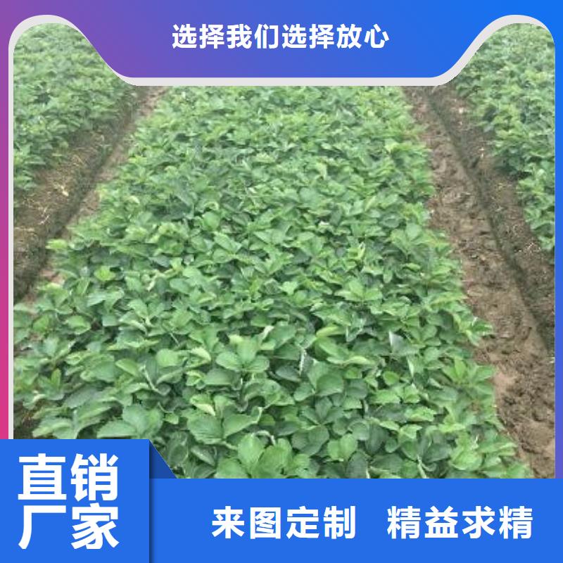 草莓苗果树苗批发基地随心所欲定制