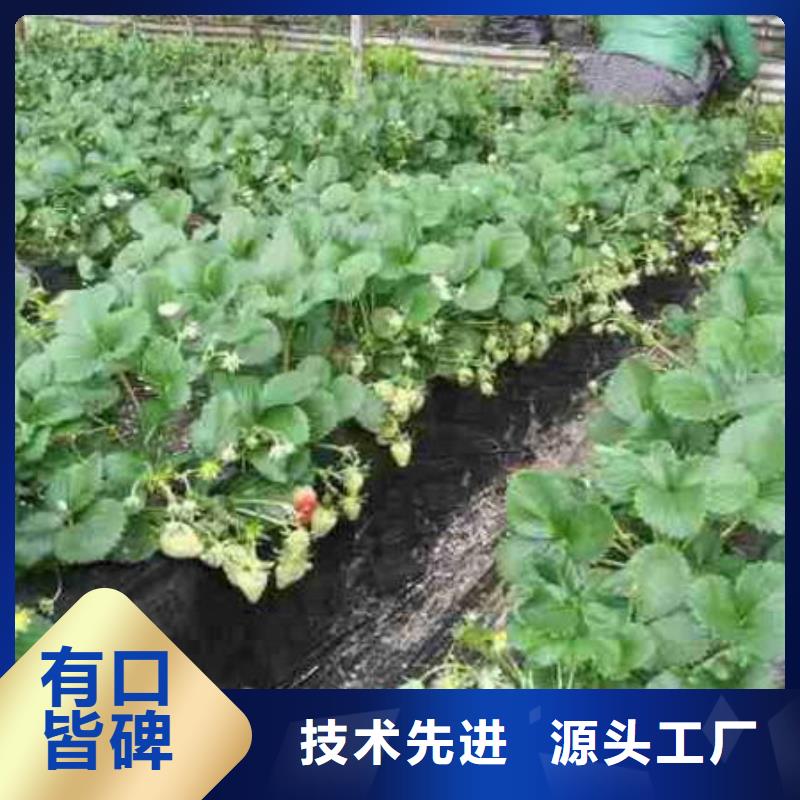 常年供應(yīng)妙香7號草莓苗-省錢