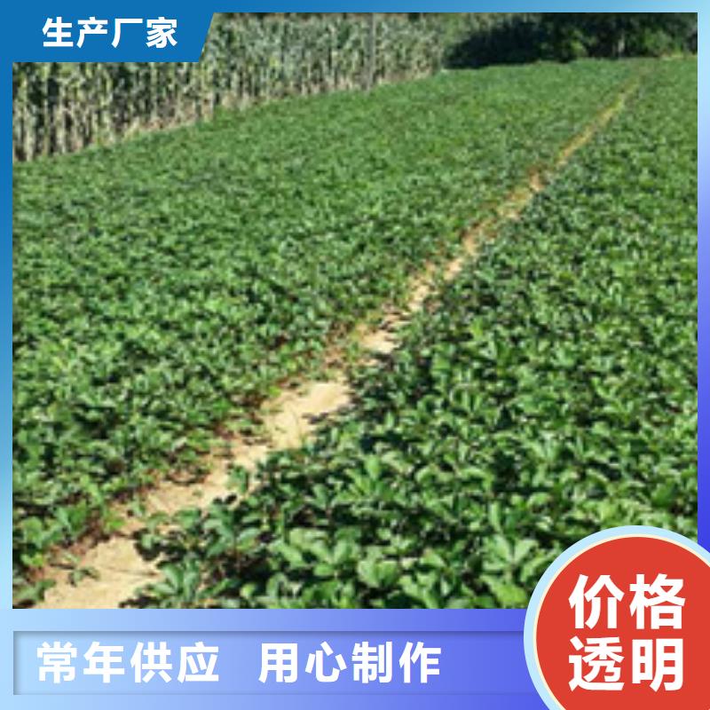 草莓苗【大棚草莓苗】源頭廠家量大價優(yōu)