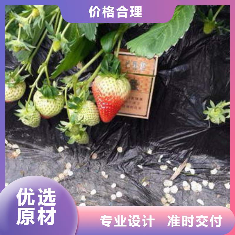 草莓苗苹果苗基地精品优选