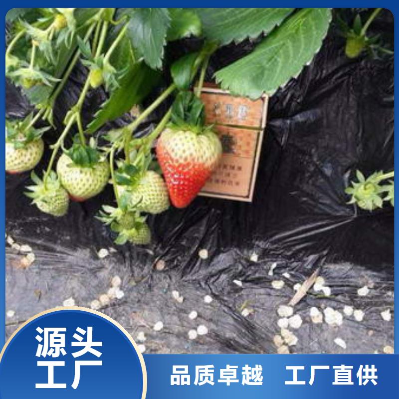 【草莓苗】果树苗批发基地根据要求定制