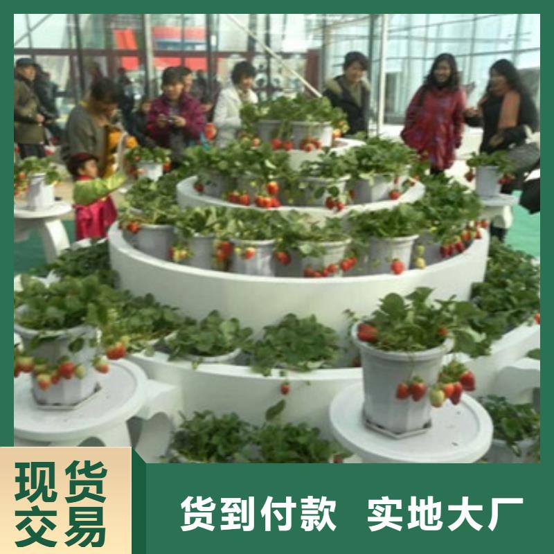 草莓苗果树苗批发基地随心所欲定制