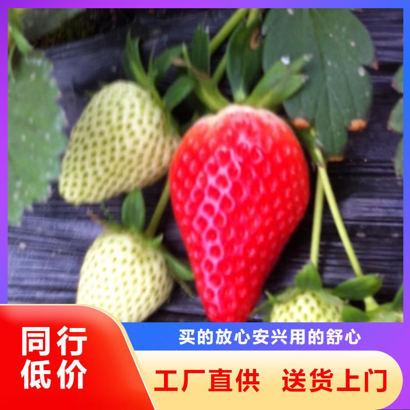 草莓苗,【红蜜桃树苗】优选厂商