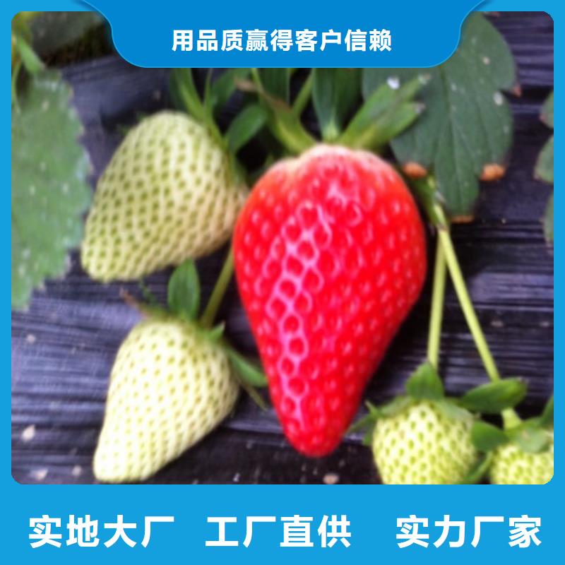 【草莓苗大棚草莓苗适用范围广】