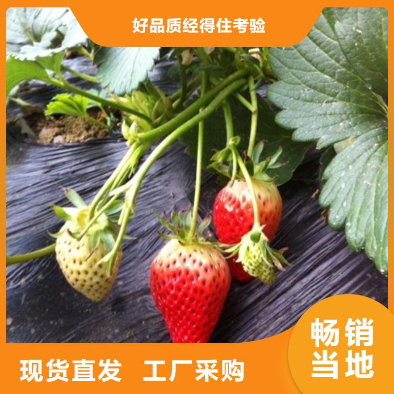 【草莓苗-大棚草莓苗实力商家供货稳定】