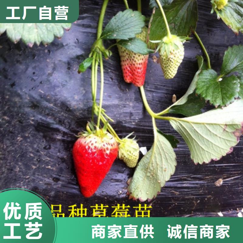 【草莓苗黑珍珠草莓苗精挑细选好货】