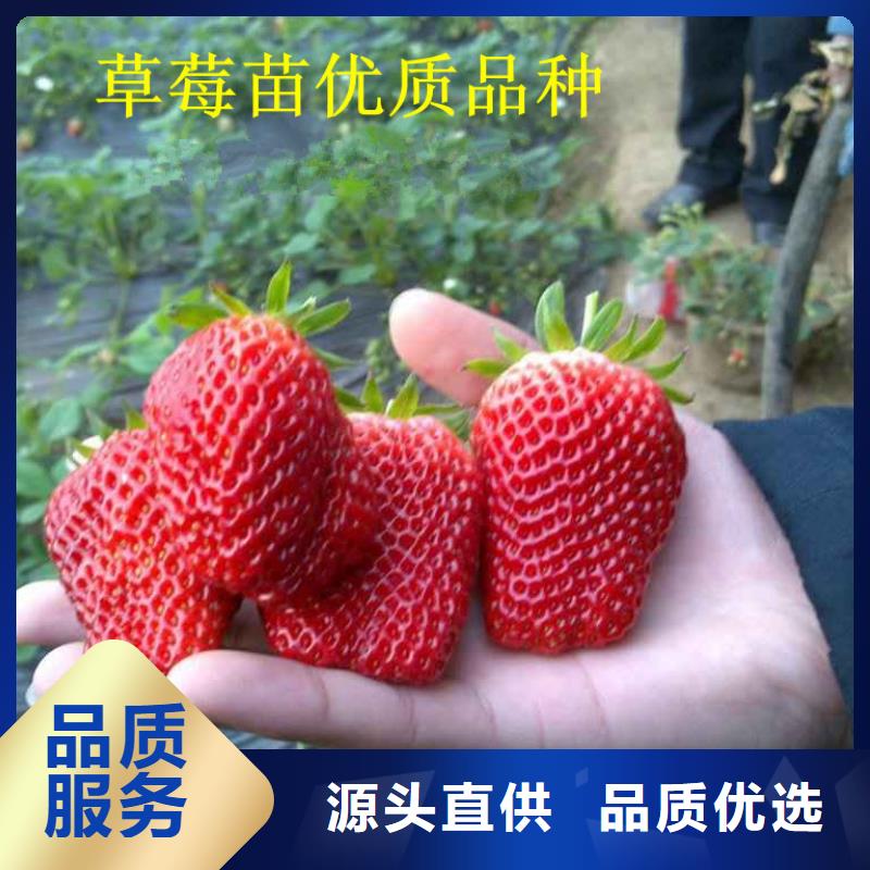 【草莓苗_果树苗批发基地市场行情】