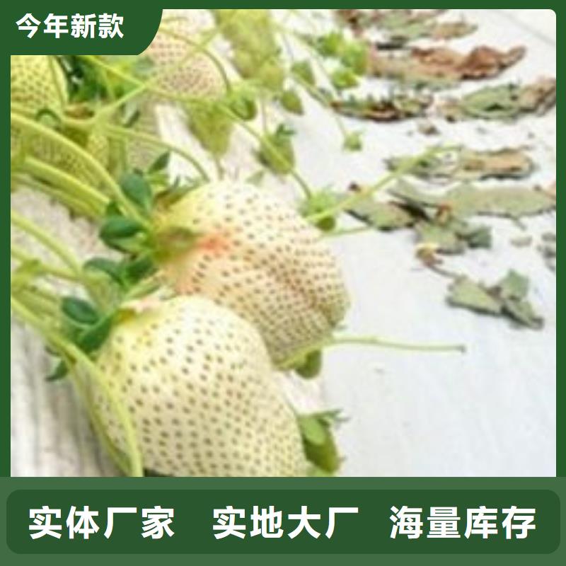 【草莓苗 黑珍珠草莓苗自有生产工厂】