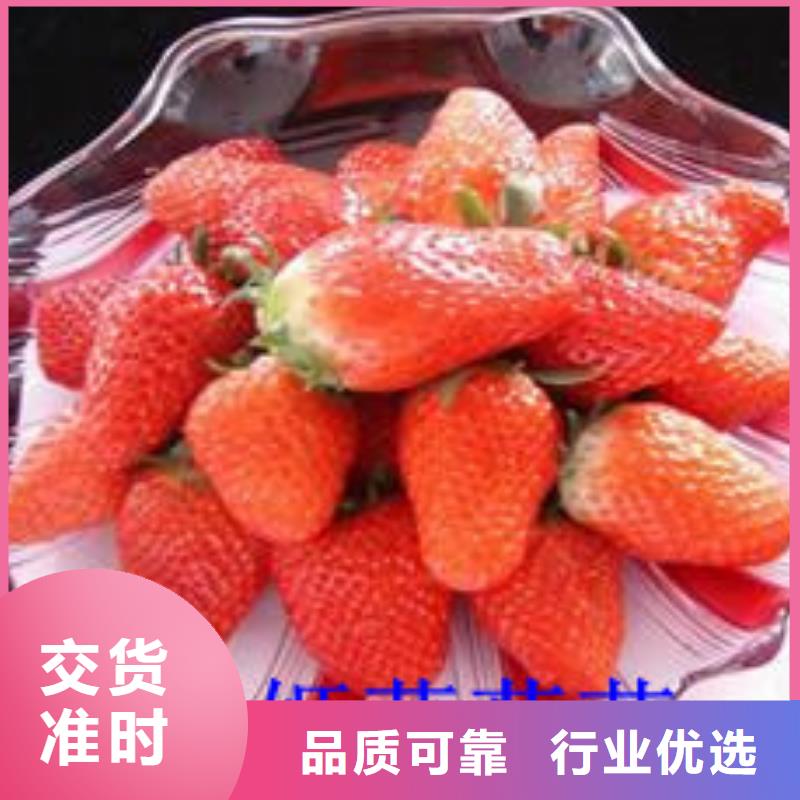 草莓苗【果树苗】随到随提