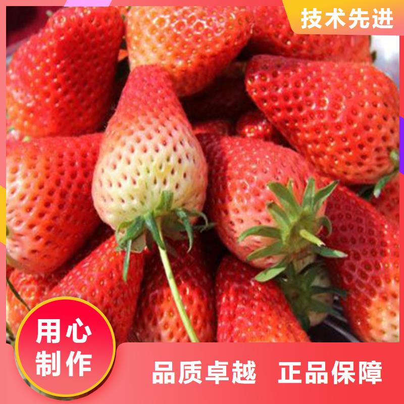 供应妙香草莓苗，妙香草莓苗育苗厂家