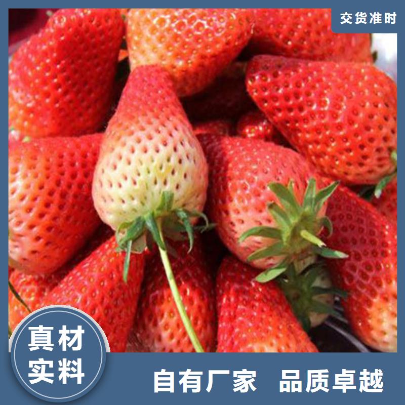 隋珠草莓苗低价批发