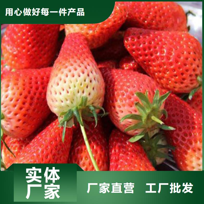 【草莓苗葡萄苗基地价格公道合理】