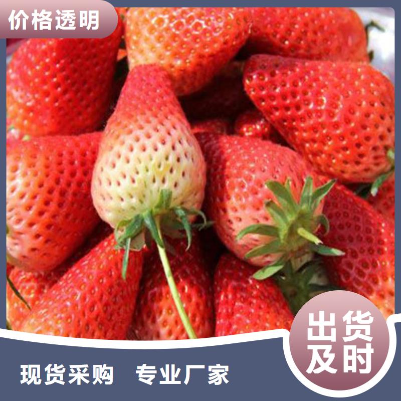 宁玉草莓苗栽植密度