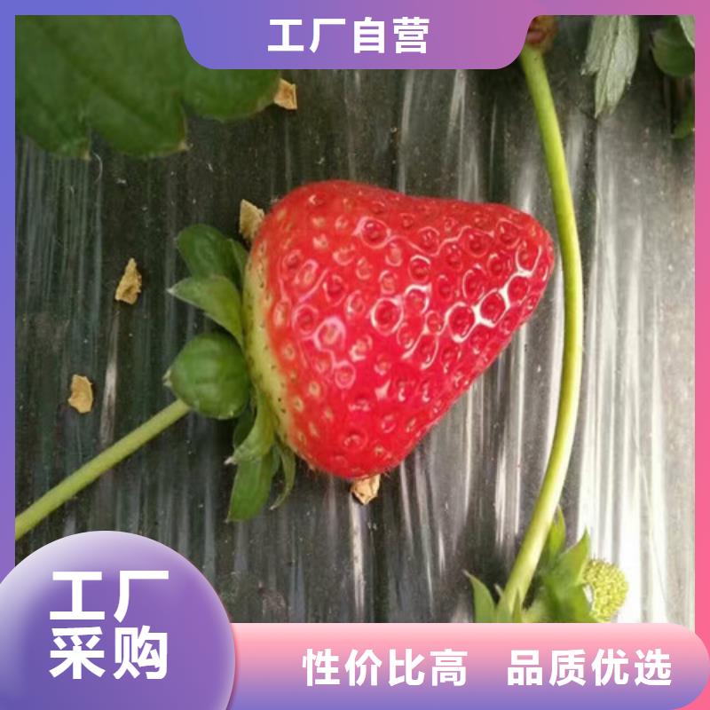 菠萝草莓苗厂家直销-库存充足