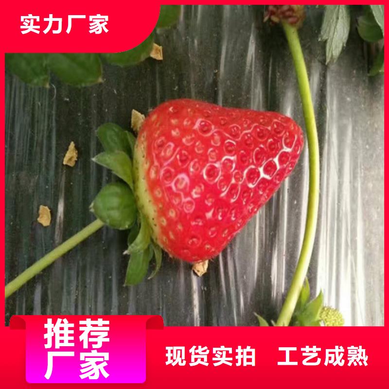 【草莓苗大棚草莓苗定金锁价】