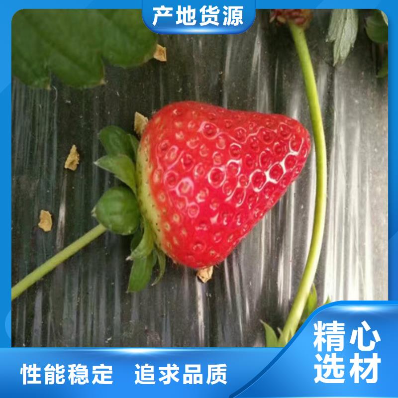 买广祥妙香草莓苗种苗