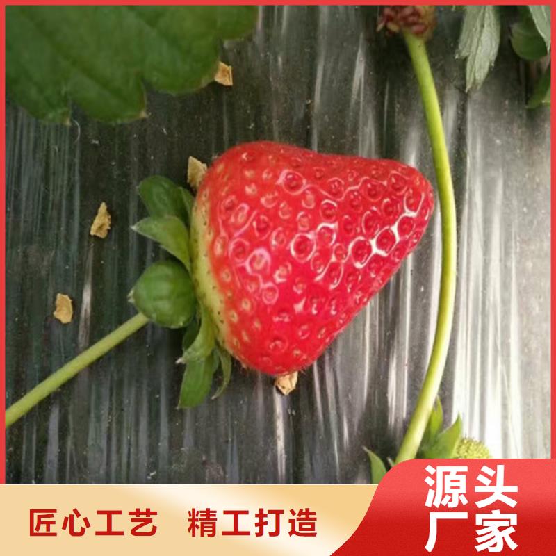 红颊草莓苗栽植密度