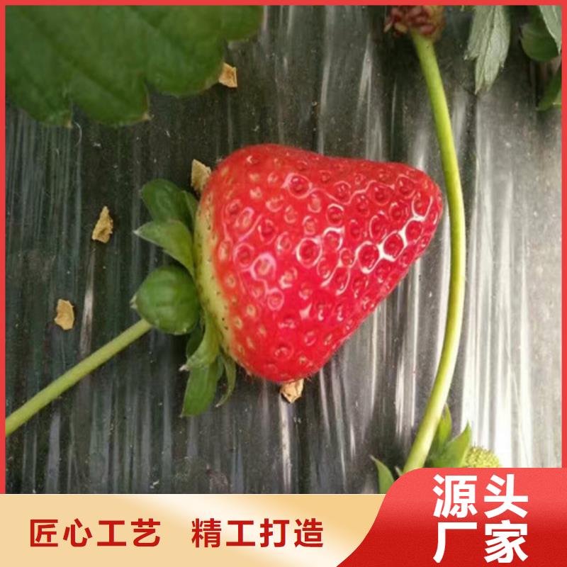 【草莓苗草莓苗价格质优价廉】