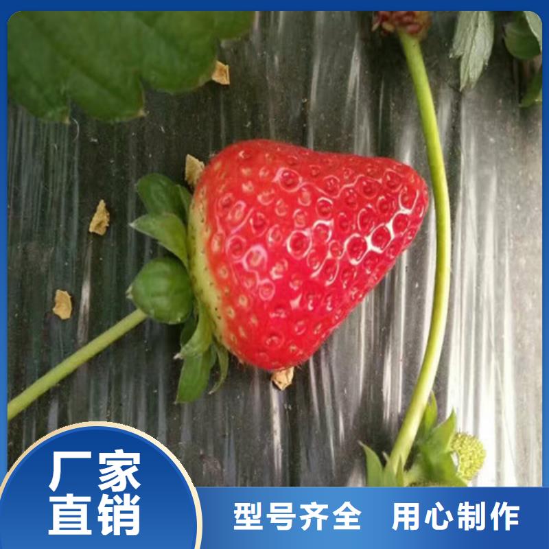 草莓苗【果树苗】标准工艺