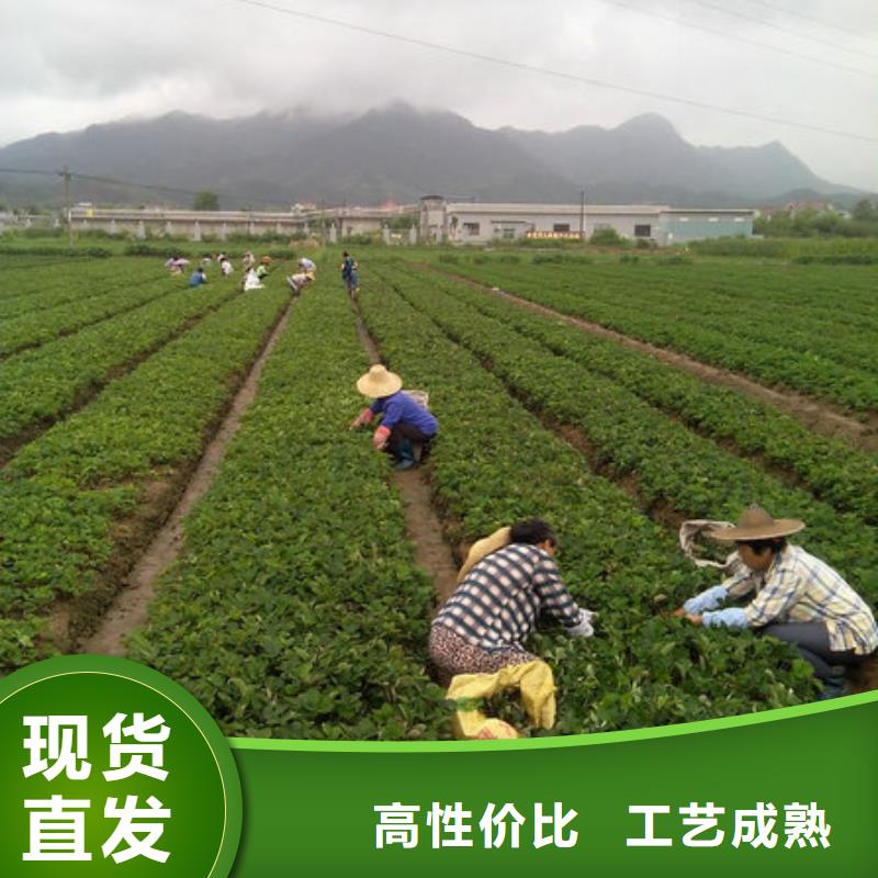 【草莓苗】,苹果苗基地敢与同行比价格