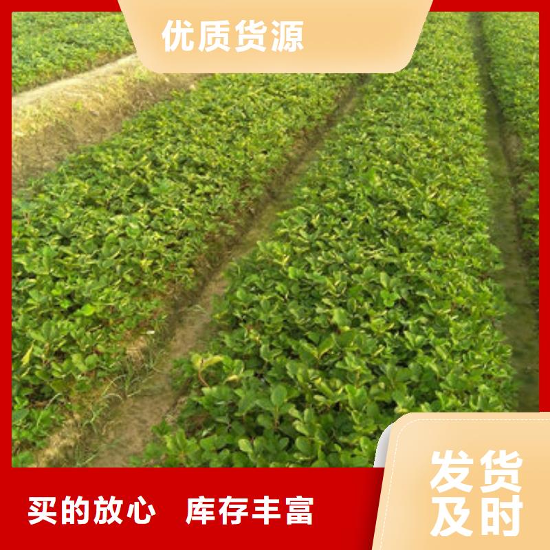 草莓苗葡萄苗基地标准工艺