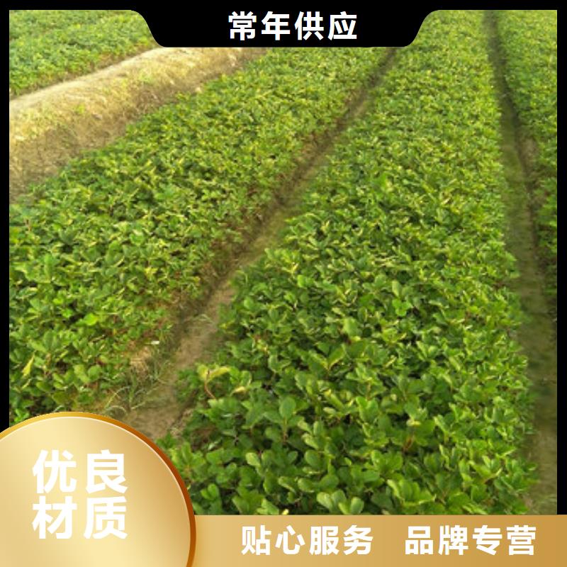 供应甜宝草莓苗，甜宝草莓苗2024已更新(今天/动态)