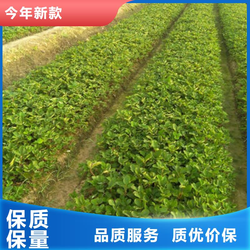 【草莓苗樱桃苗基地源头厂家量大价优】