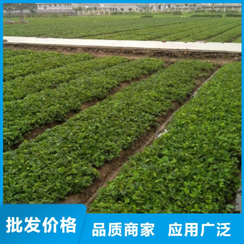 【草莓苗草莓苗价格质优价廉】