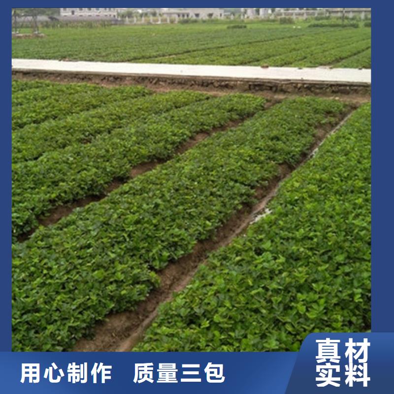 【草莓苗樱桃苗基地源头厂家量大价优】