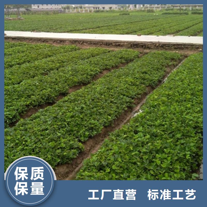 宁玉草莓苗栽植密度