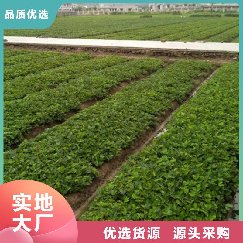 草莓苗【樱桃苗基地】严格把关质量放心