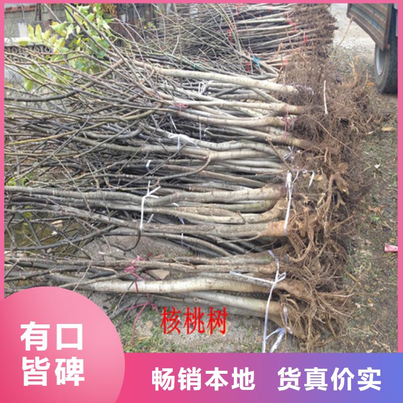 自治區核桃樹栽植密度