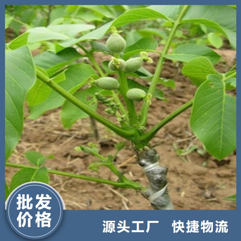 核桃苗-果樹苗型號全價格低