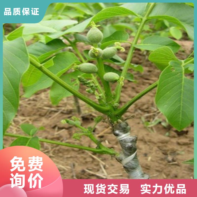 【核桃苗】大棚草莓苗廠家直銷