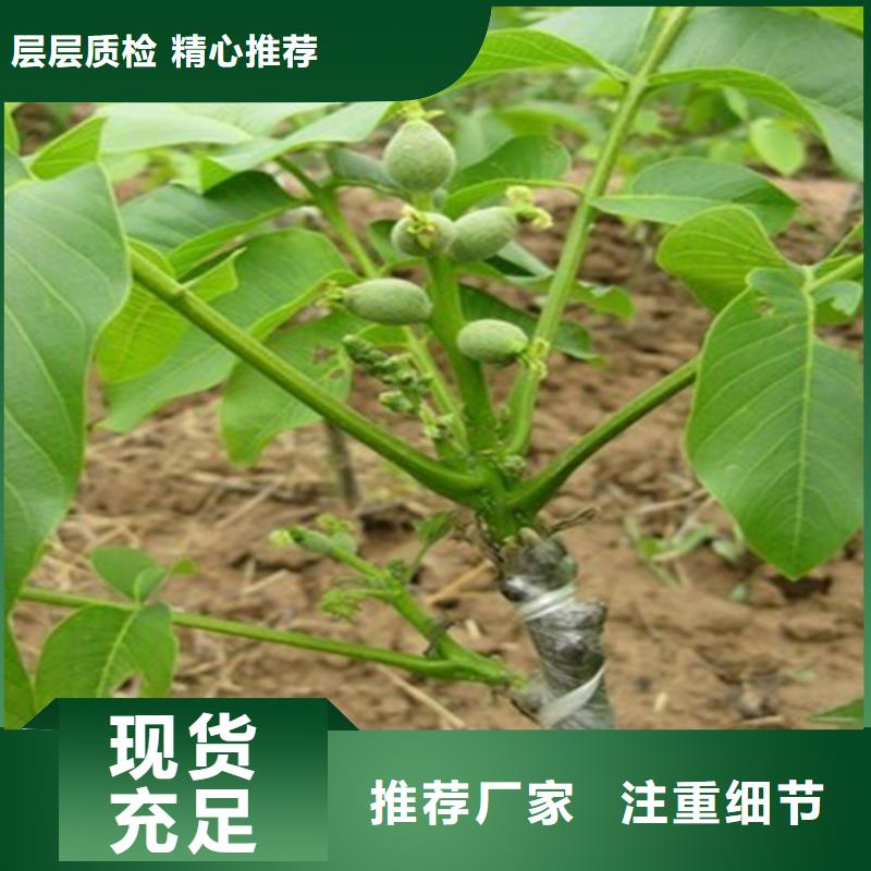 核桃苗果樹苗來圖定制量大從優(yōu)