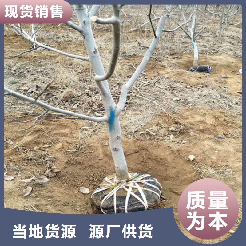 核桃苗黄金苹果树苗质量检测