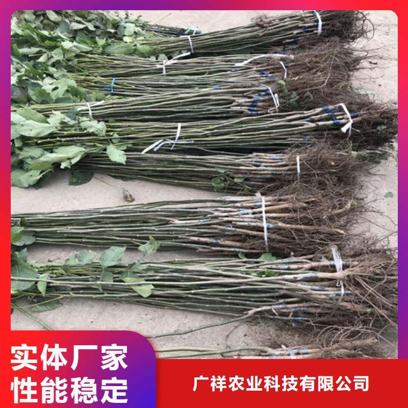 【核桃苗】吉塞拉6號(hào)砧木質(zhì)量安心