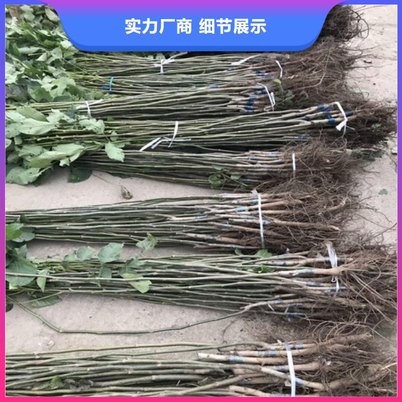 核桃苗【紅蜜桃樹苗】專業(yè)的生產廠家