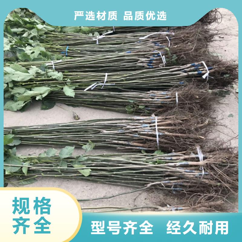 核桃苗大棚草莓苗用心做好每一件產(chǎn)品