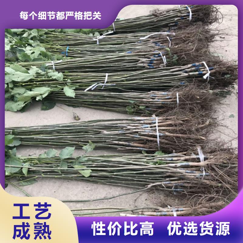 核桃苗蘋果苗全新升級品質(zhì)保障