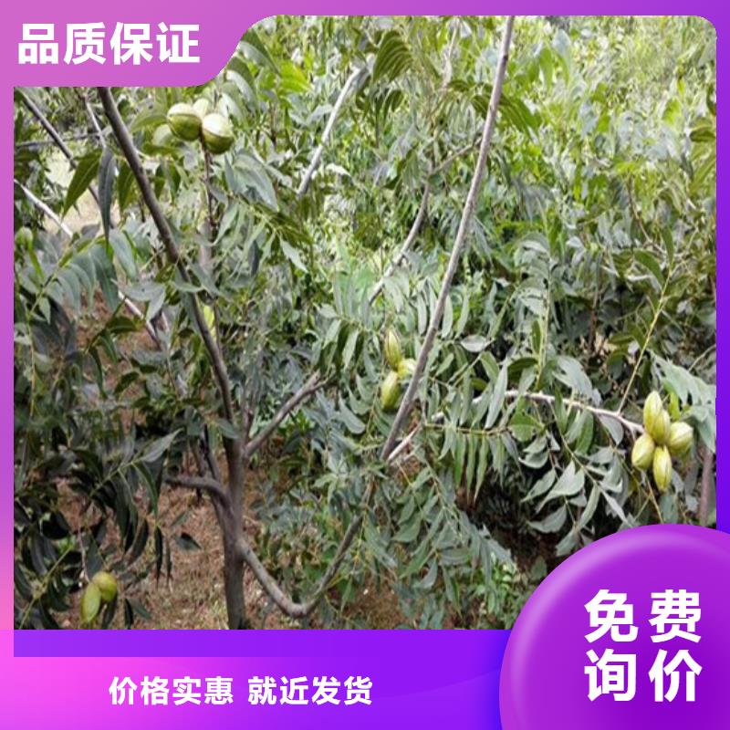 核桃苗-黑珍珠草莓苗廠家擁有先進的設(shè)備