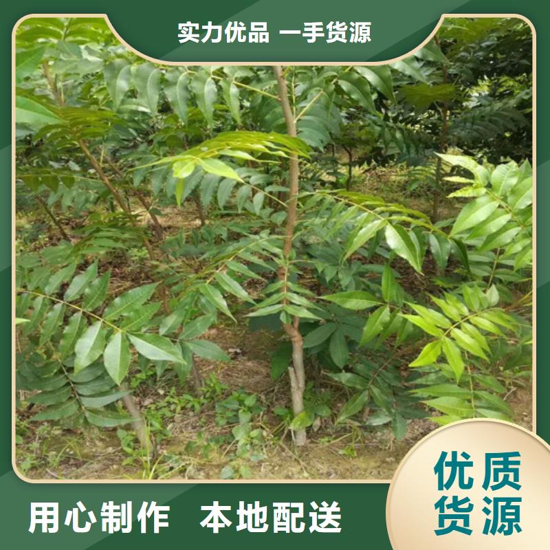 自治區核桃樹栽植密度